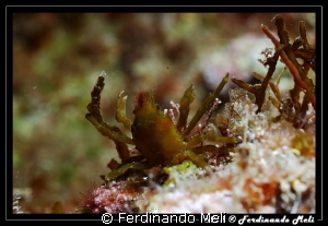 A very small crab. by Ferdinando Meli 